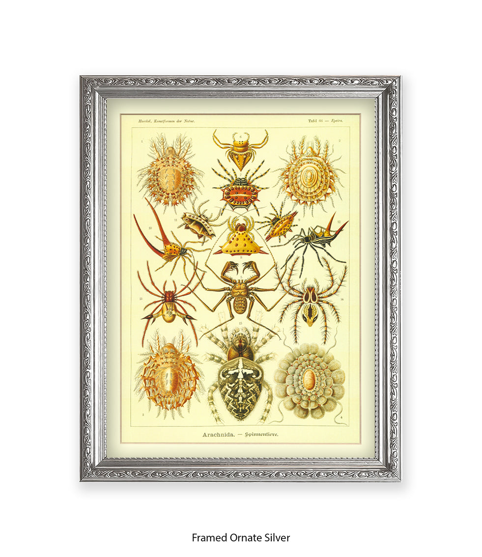 Arachnida French Botanical Art Print