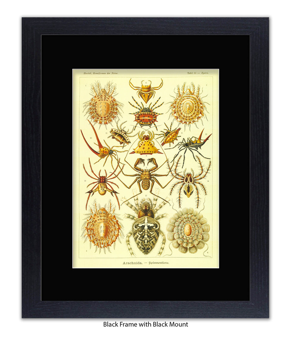 Arachnida French Botanical Art Print