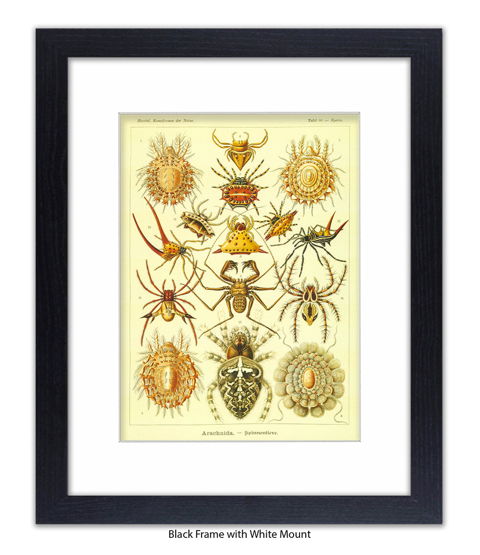 Arachnida French Botanical Art Print