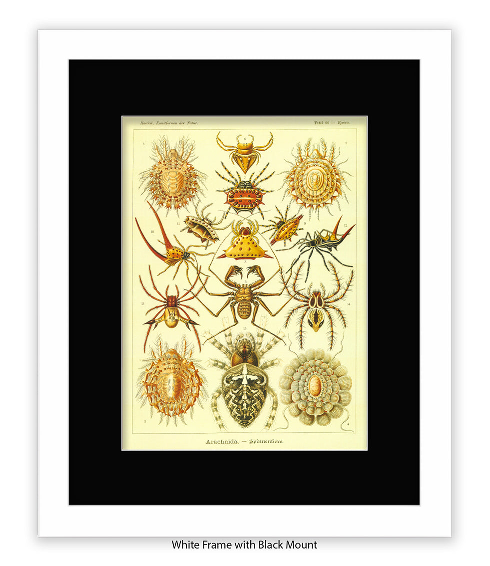 Arachnida French Botanical Art Print