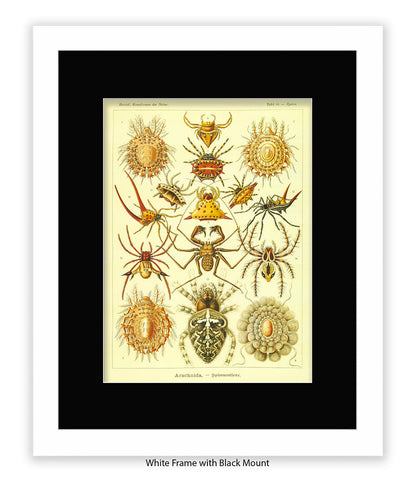 Arachnida French Botanical Art Print