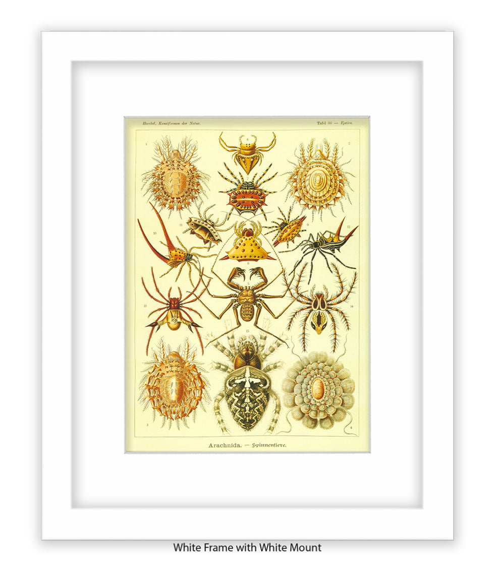 Arachnida French Botanical Art Print