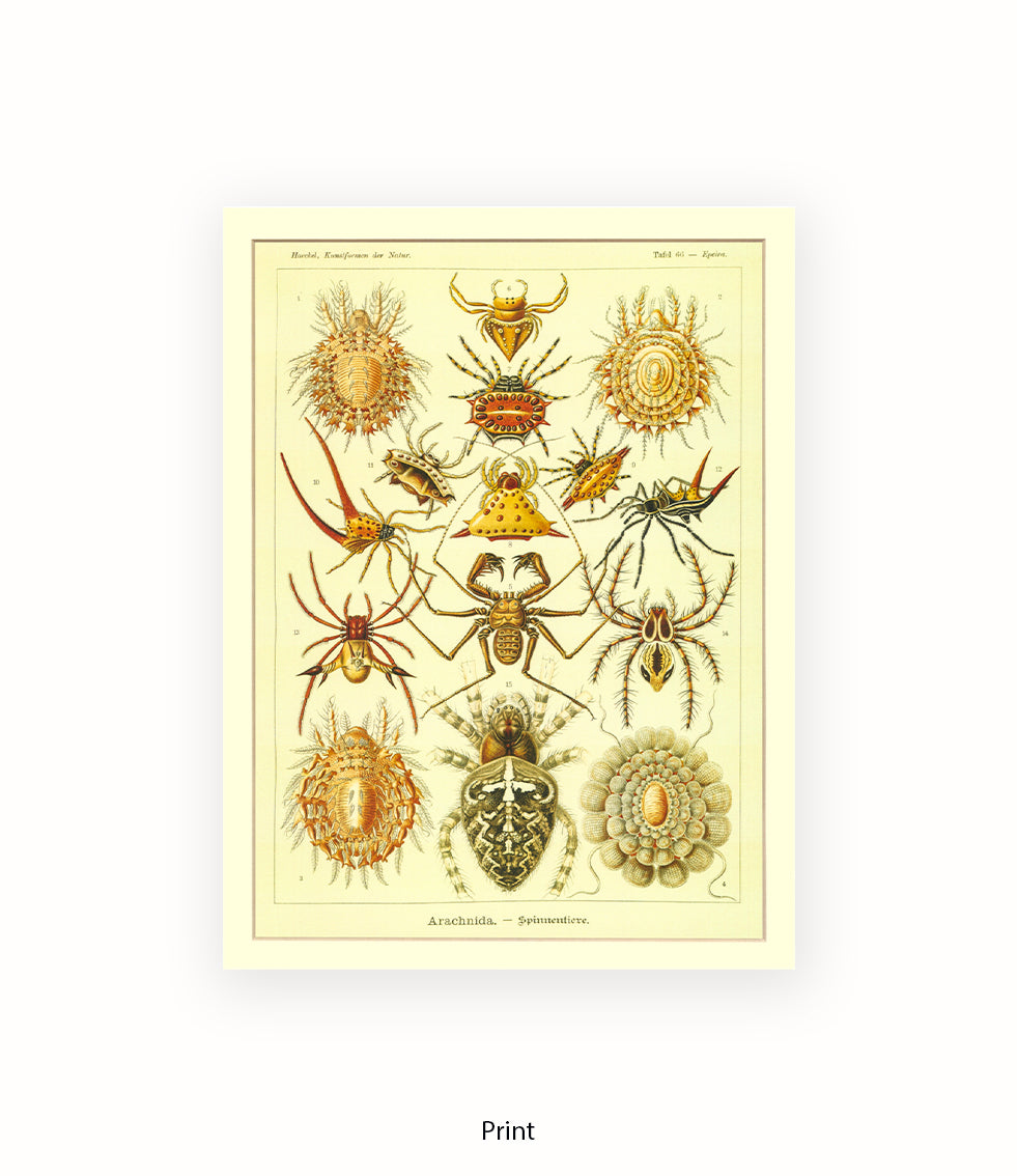 Arachnida French Botanical Art Print