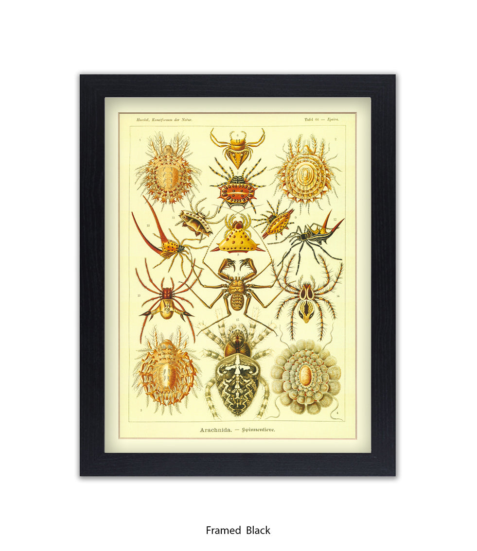 Arachnida French Botanical Art Print