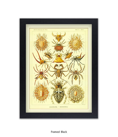 Arachnida French Botanical Art Print