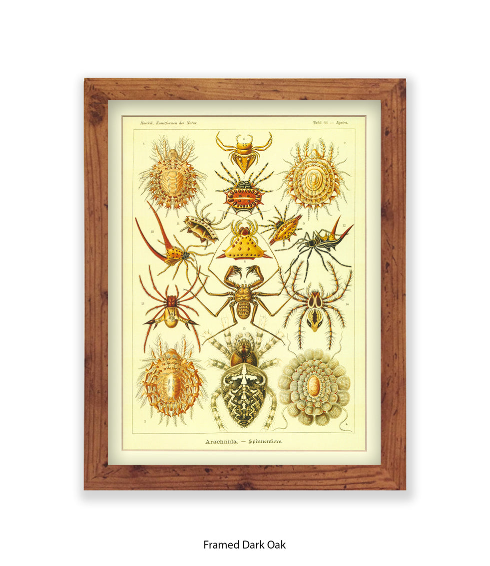 Arachnida French Botanical Art Print