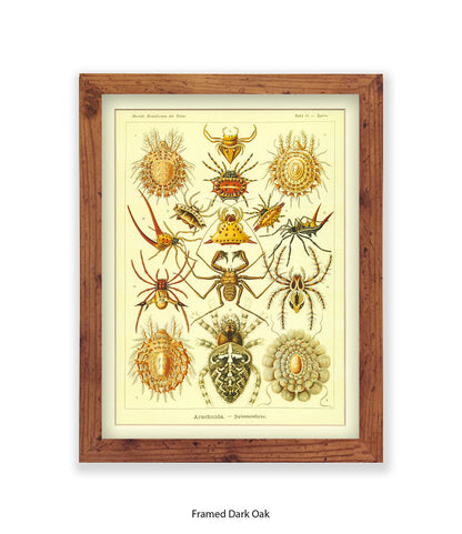 Arachnida French Botanical Art Print