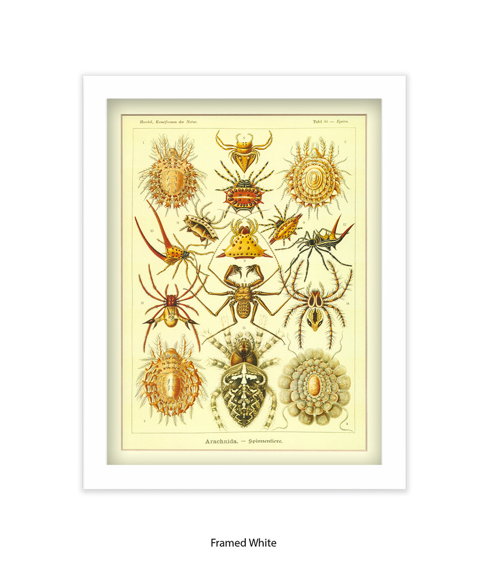 Arachnida French Botanical Art Print