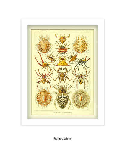 Arachnida French Botanical Art Print