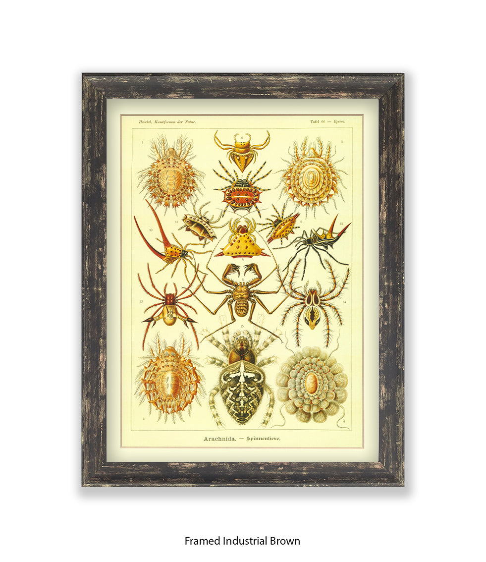 Arachnida French Botanical Art Print