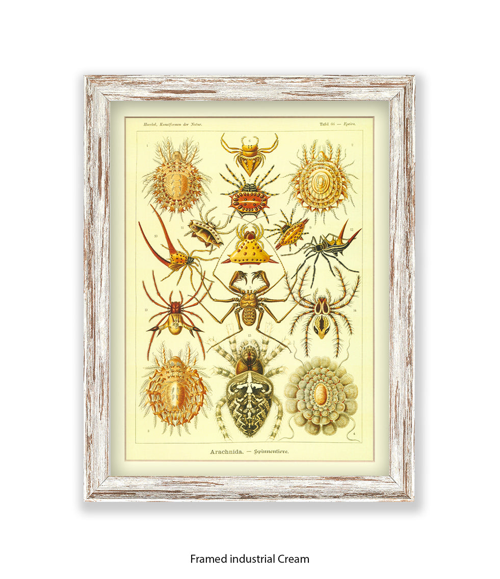 Arachnida French Botanical Art Print