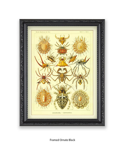 Arachnida French Botanical Art Print