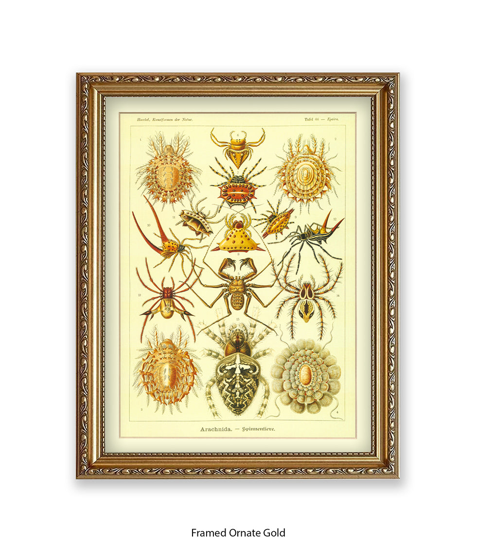 Arachnida French Botanical Art Print