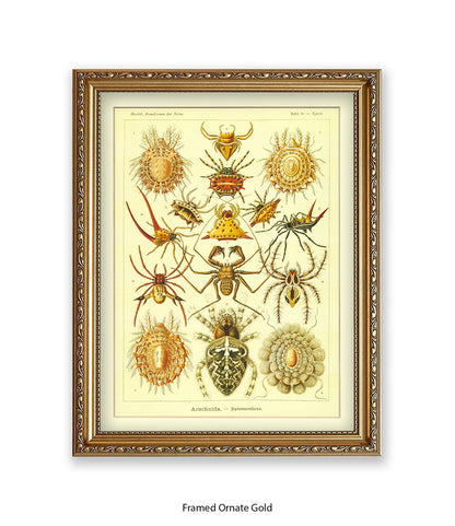 Arachnida French Botanical Art Print