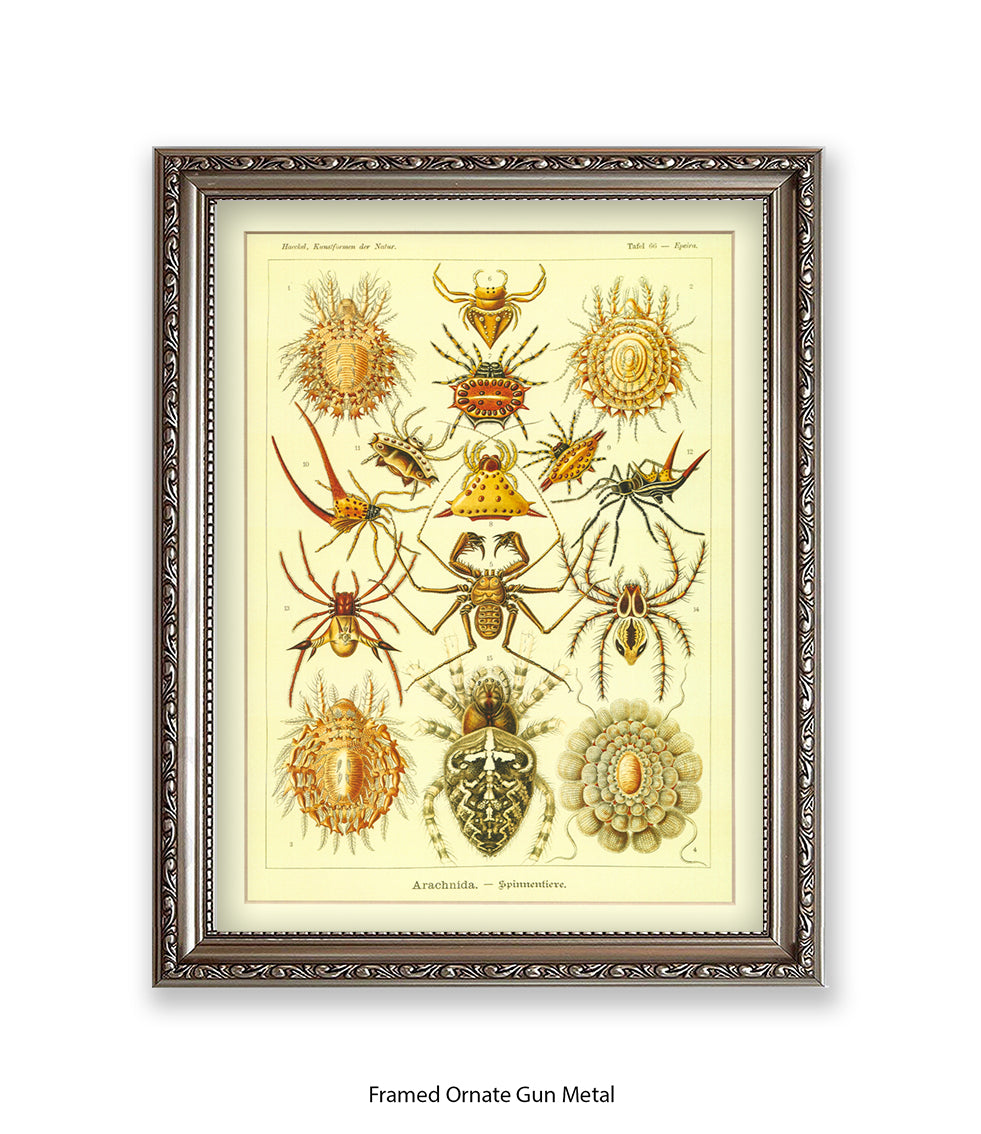 Arachnida French Botanical Art Print