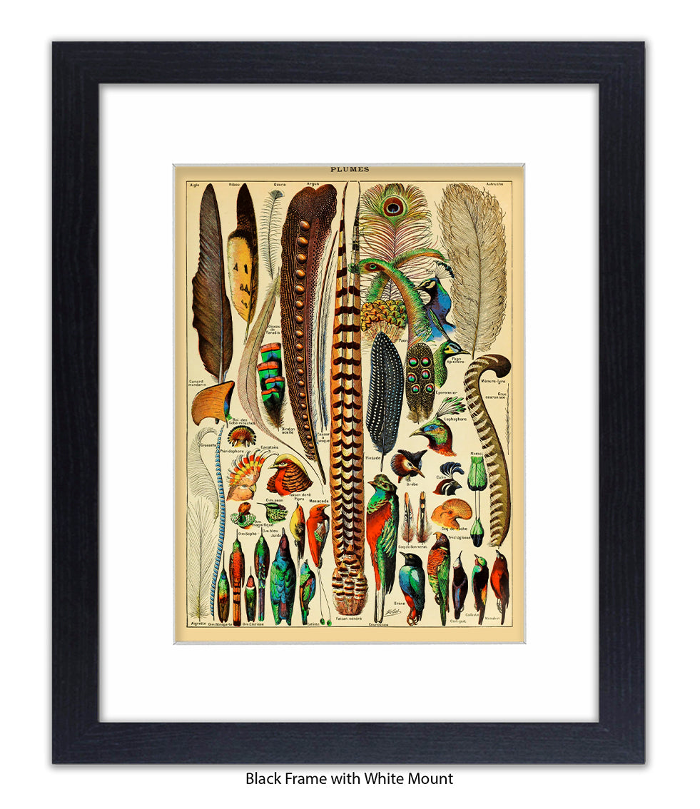 Plumes - Birds Feathers Art Print