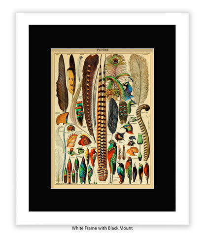 Plumes - Birds Feathers Art Print