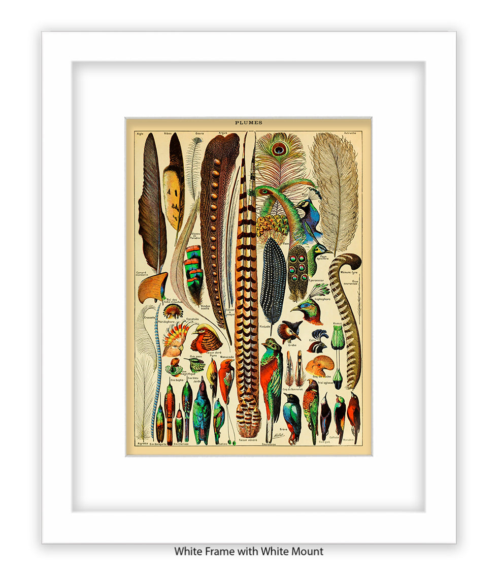 Plumes - Birds Feathers Art Print