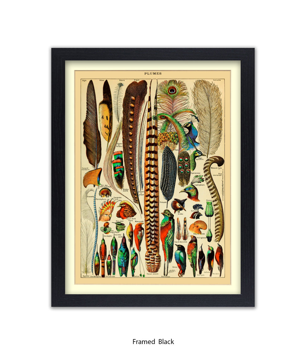 Plumes - Birds Feathers Art Print