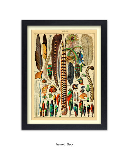 Plumes - Birds Feathers Art Print