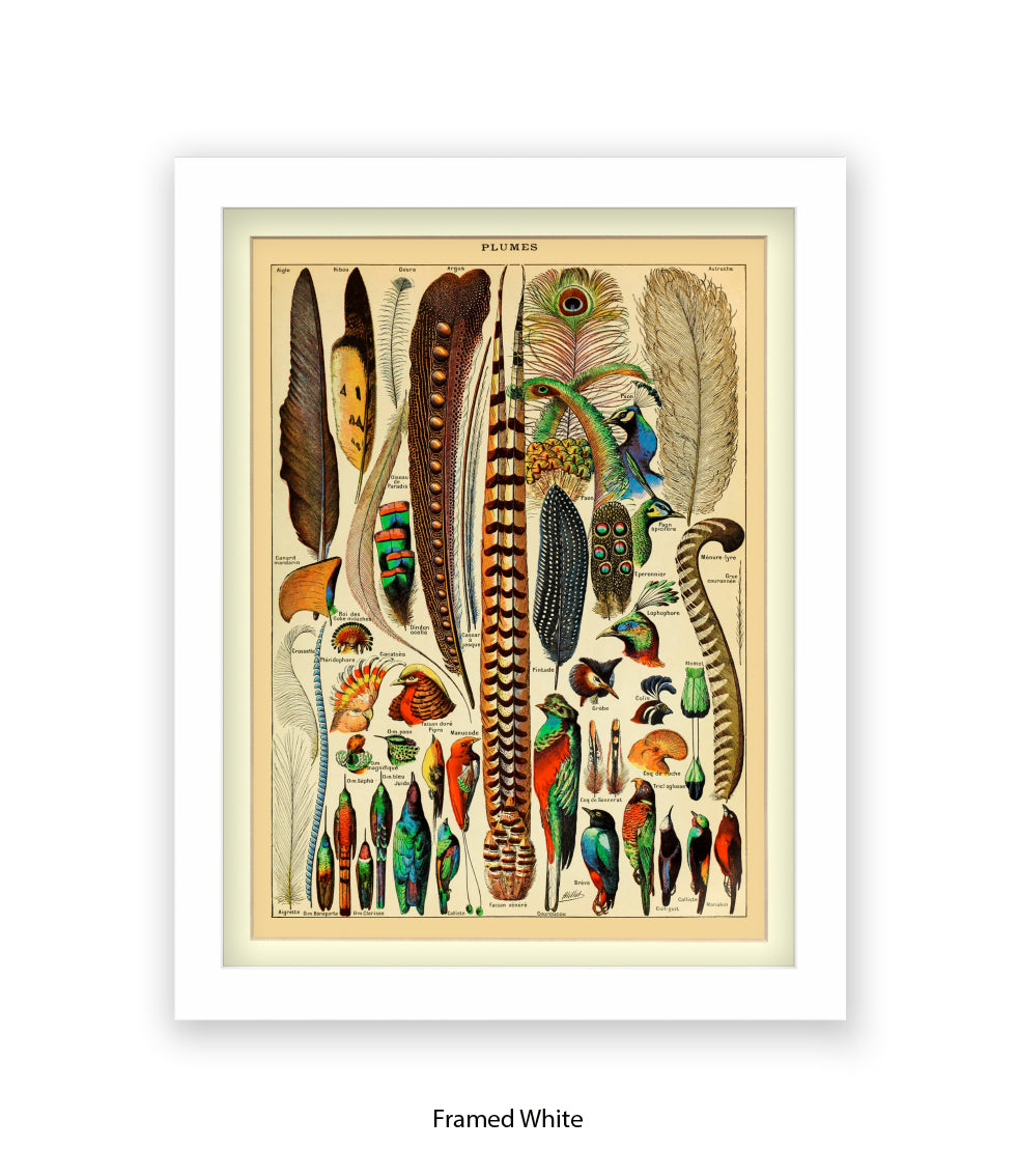 Plumes - Birds Feathers Art Print