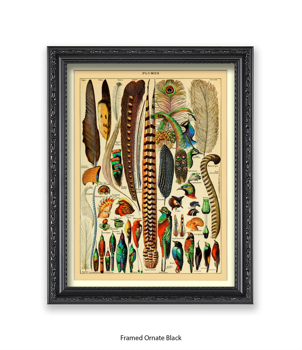 Plumes - Birds Feathers Art Print