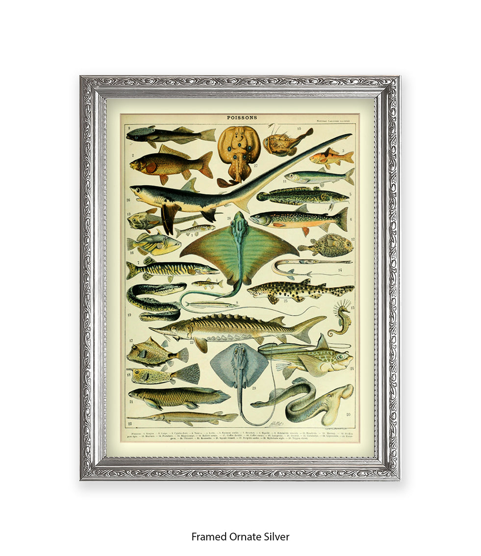 Poissons 1 to 29 French Botanical Art Print