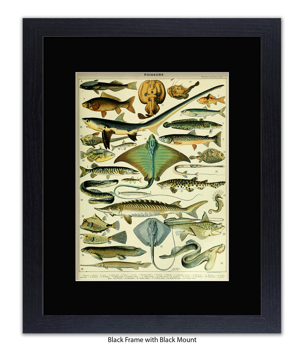 Poissons 1 to 29 French Botanical Art Print