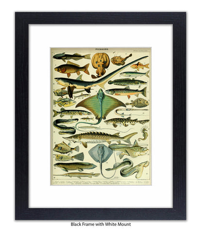 Poissons 1 to 29 French Botanical Art Print