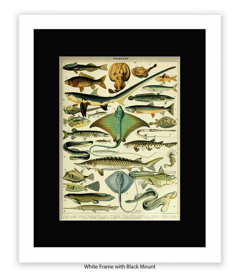 Poissons 1 to 29 French Botanical Art Print