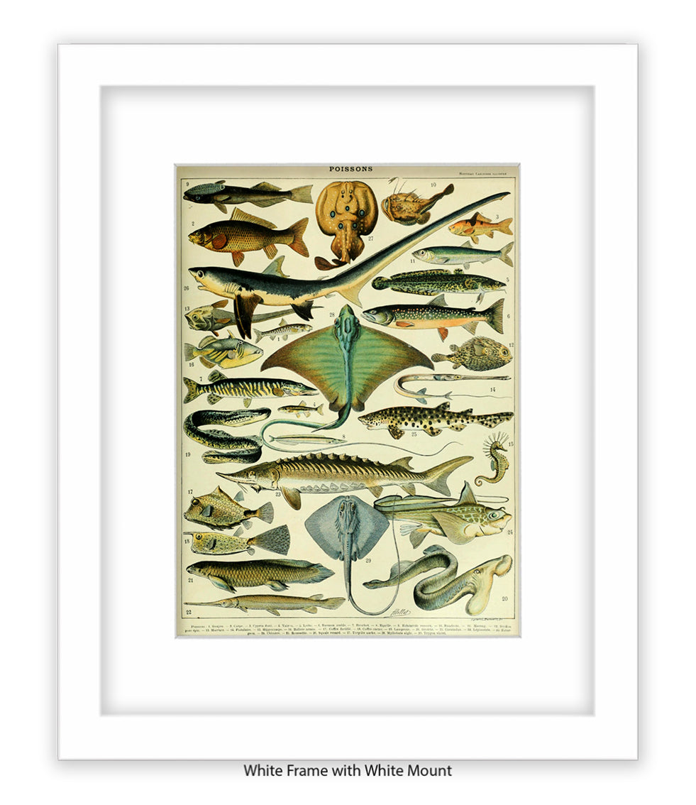 Poissons 1 to 29 French Botanical Art Print