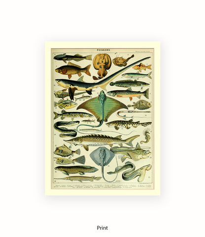 Poissons 1 to 29 French Botanical Art Print