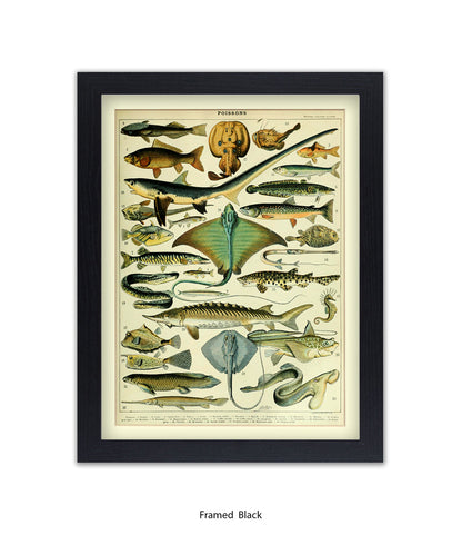 Poissons 1 to 29 French Botanical Art Print