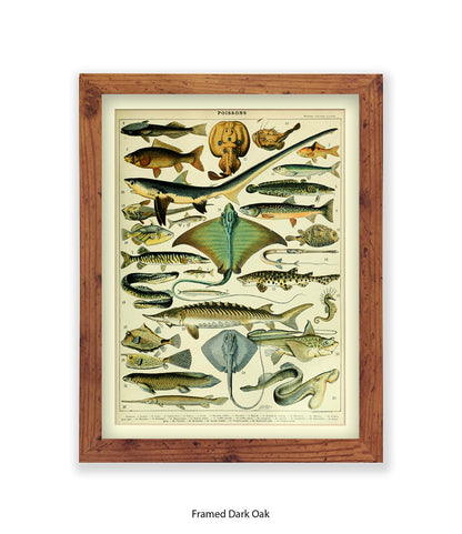 Poissons 1 to 29 French Botanical Art Print