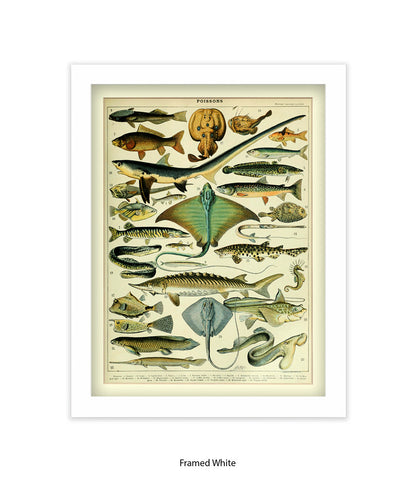 Poissons 1 to 29 French Botanical Art Print