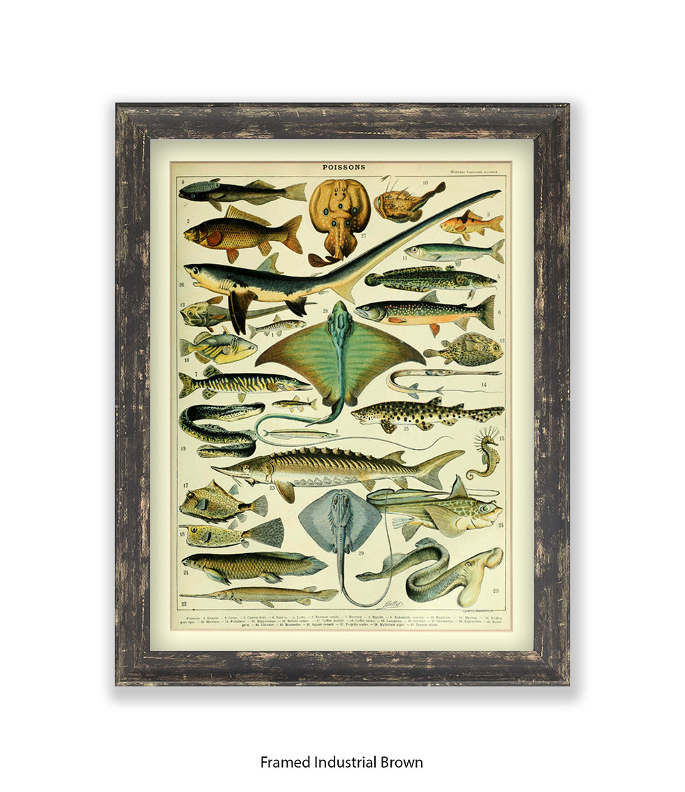 Poissons 1 to 29 French Botanical Art Print