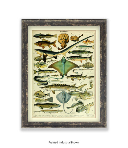 Poissons 1 to 29 French Botanical Art Print