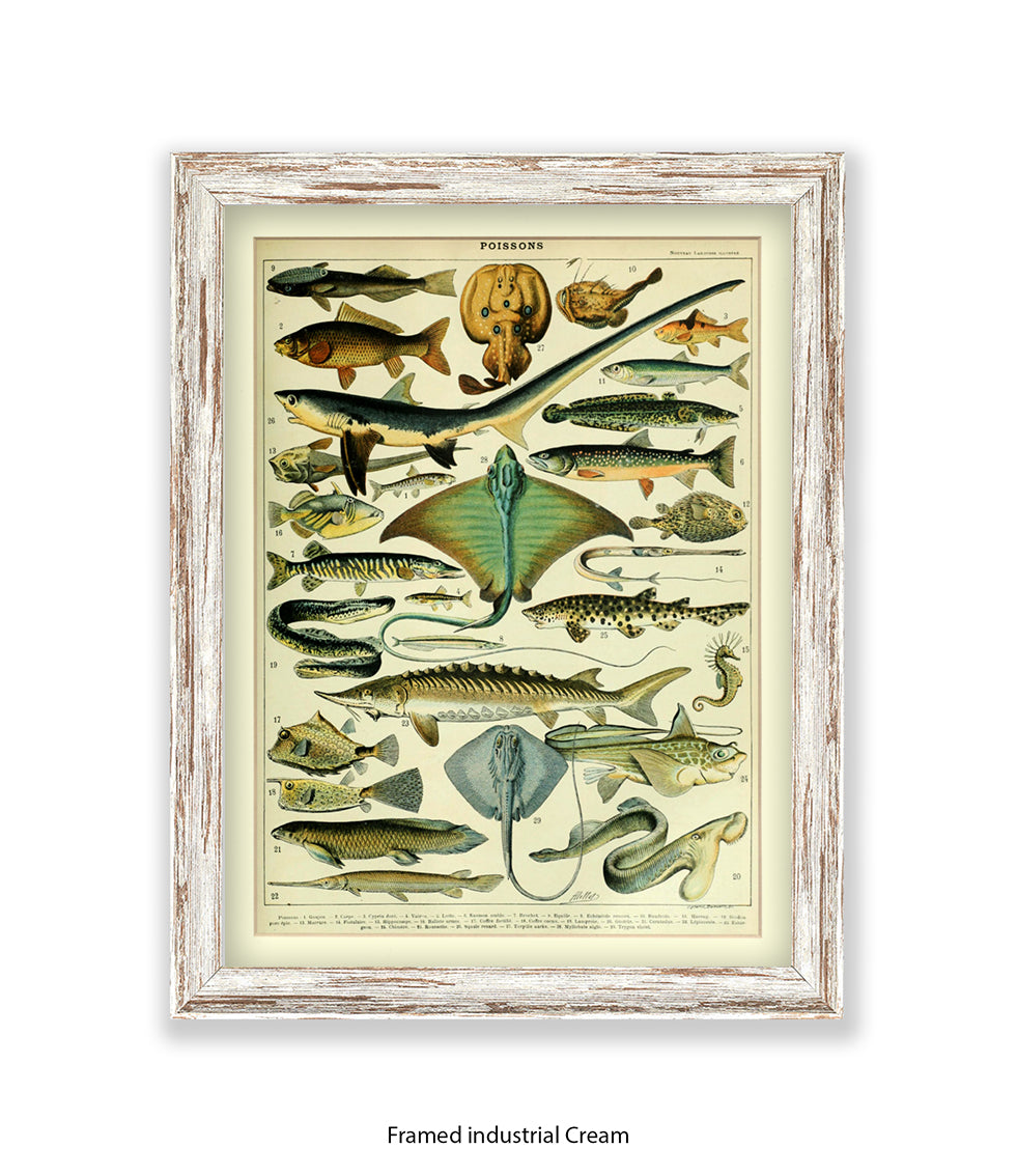 Poissons 1 to 29 French Botanical Art Print