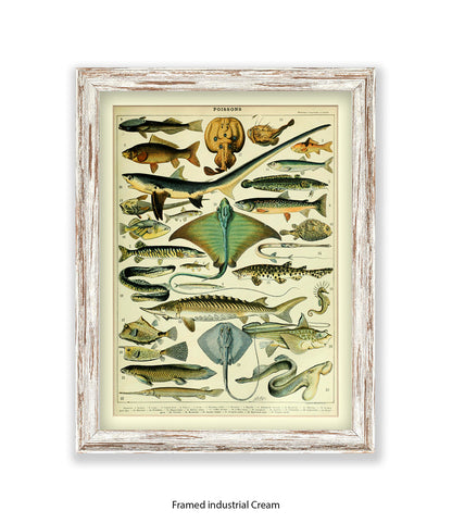 Poissons 1 to 29 French Botanical Art Print