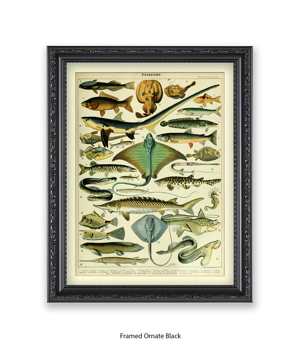 Poissons 1 to 29 French Botanical Art Print