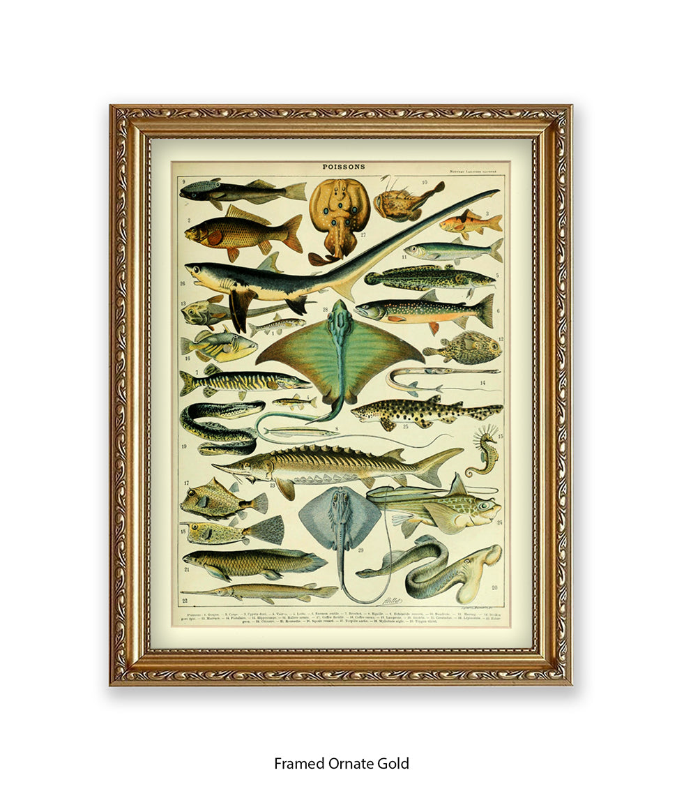 Poissons 1 to 29 French Botanical Art Print