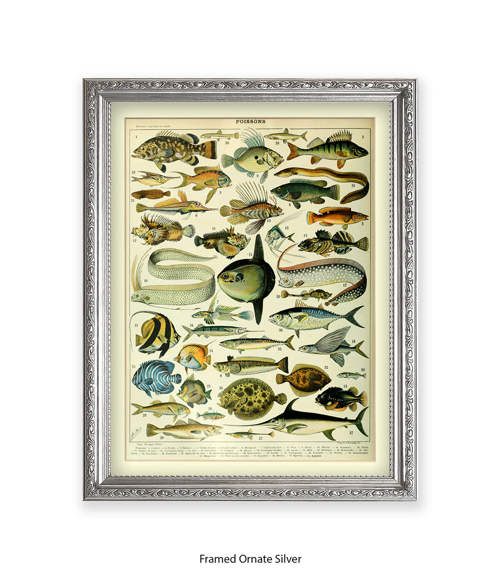 Poissons 1 to 40 French Botanical Art Print