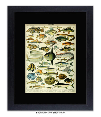 Poissons 1 to 40 French Botanical Art Print