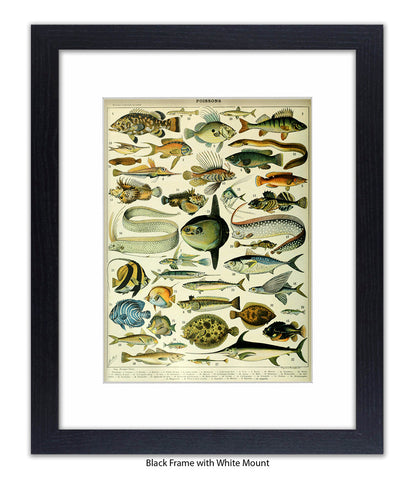 Poissons 1 to 40 French Botanical Art Print