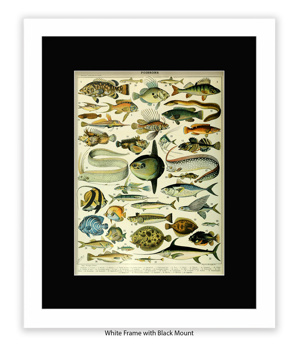 Poissons 1 to 40 French Botanical Art Print