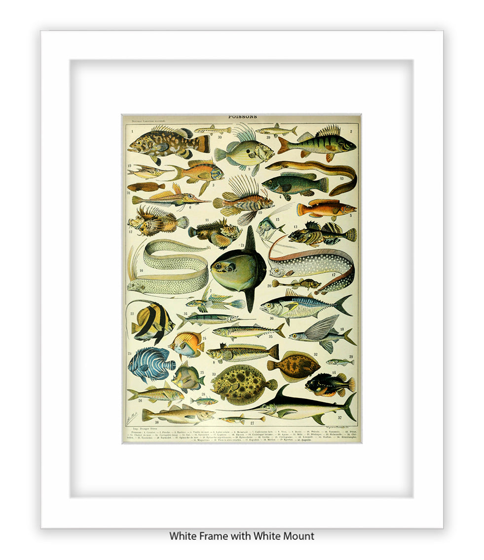 Poissons 1 to 40 French Botanical Art Print