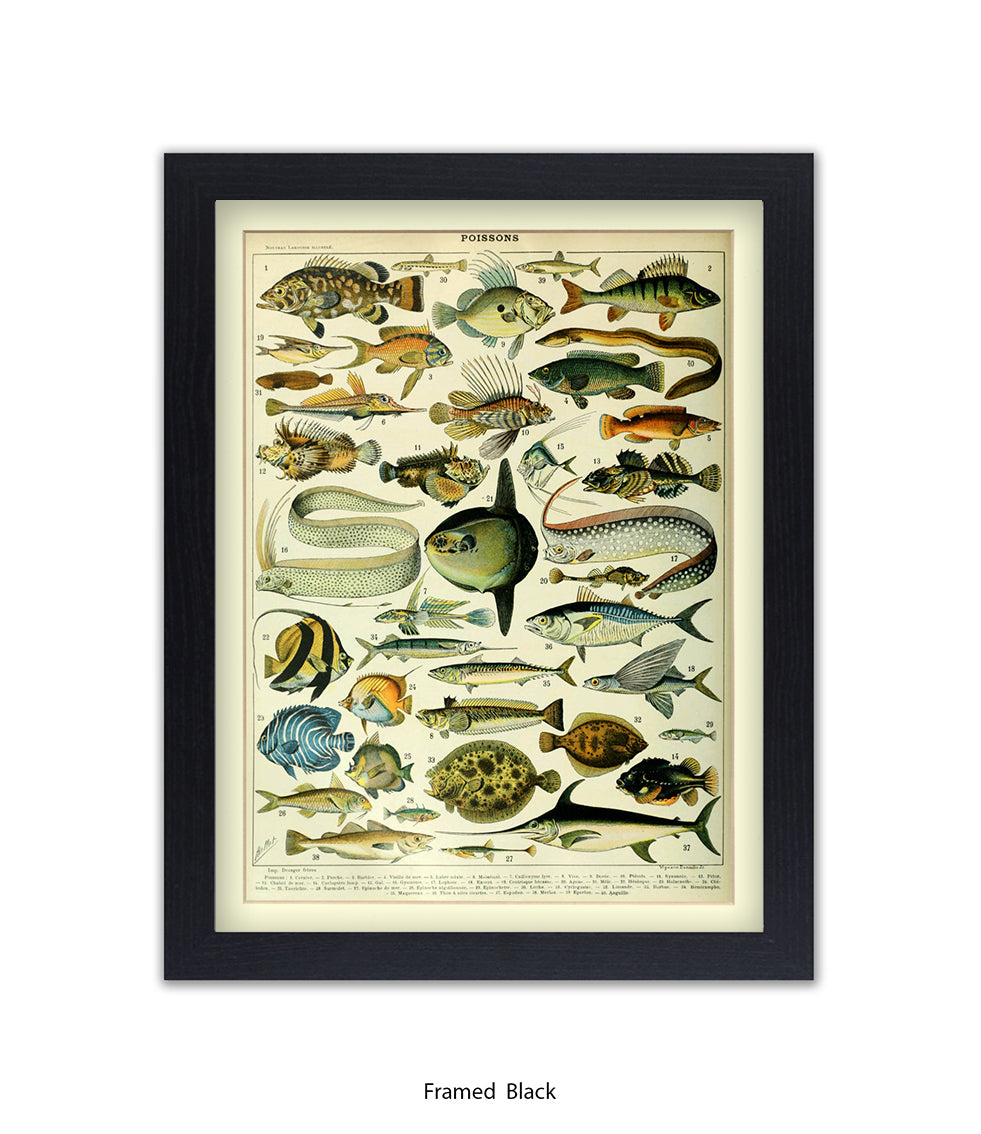 Poissons 1 to 40 French Botanical Art Print