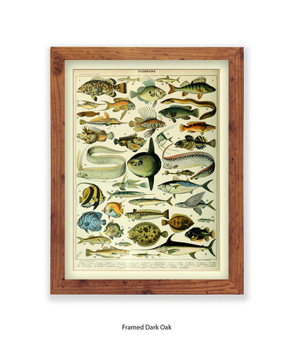 Poissons 1 to 40 French Botanical Art Print