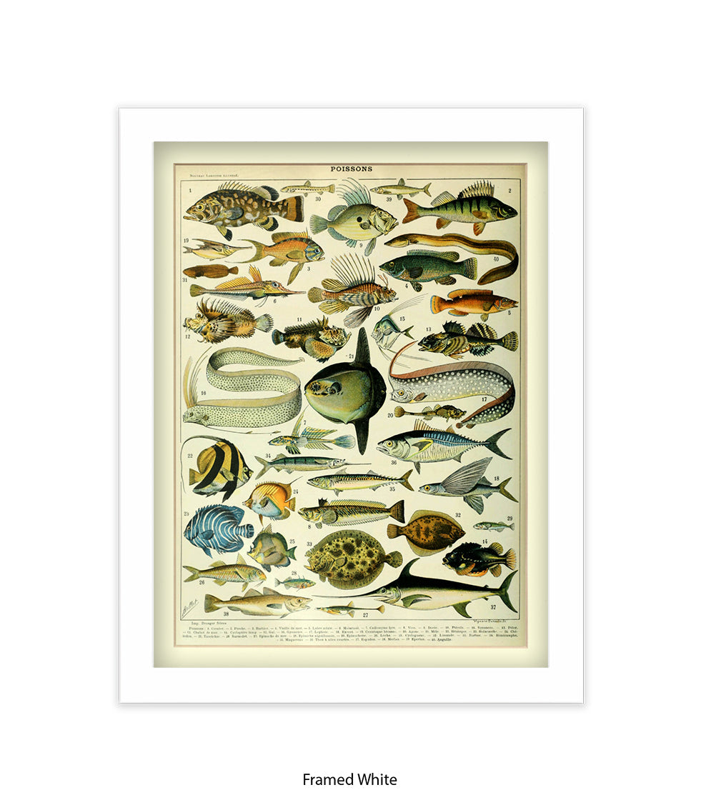 Poissons 1 to 40 French Botanical Art Print