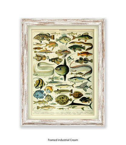 Poissons 1 to 40 French Botanical Art Print